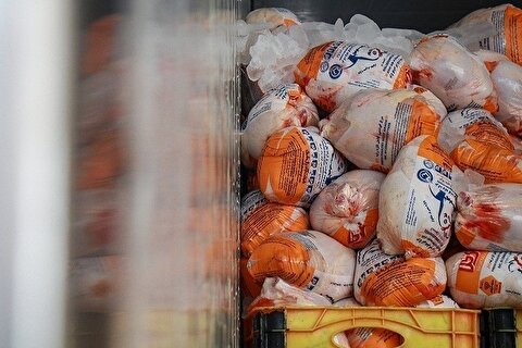 ذخیره‌سازی روزانه بیش از یکهزار تن مرغ گرم جهت تنظیم بازار