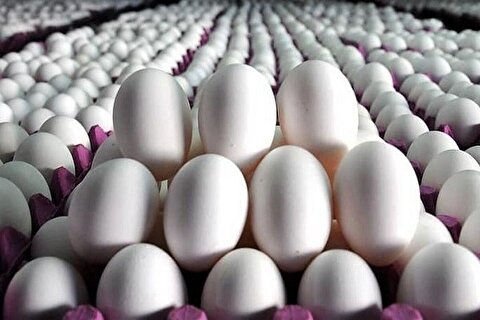 هدف‌گذاری برای تولید۱.۴میلیون تن تخم‌مرغ در سال جاری