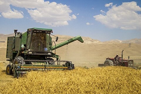 وزارت کشاورزی آمریکا:تولید گندم ایران امسال به ۱۴.۵ میلیون تن می‌رسد